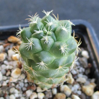 Coryphantha elephantidens var garessii