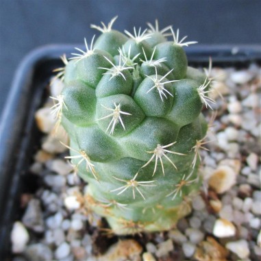 Coryphantha elephantidens var garessii