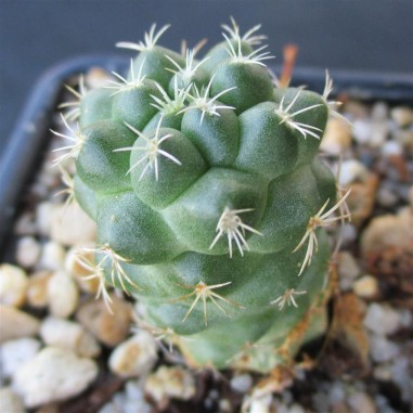 Coryphantha elephantidens var garessii