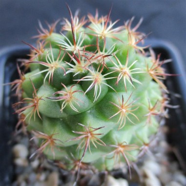 Coryphantha laui