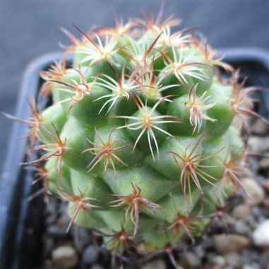 Coryphantha laui