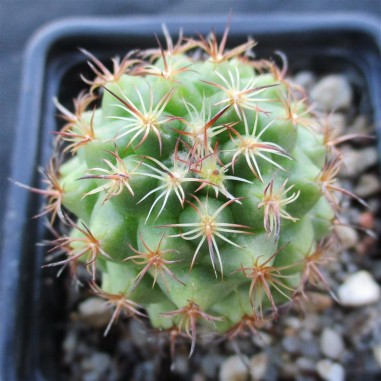 Coryphantha laui