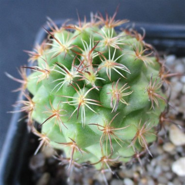 Coryphantha laui