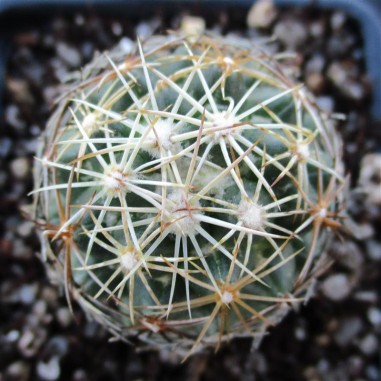 Coryphantha pseudonickelsiae