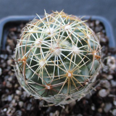 Coryphantha pseudonickelsiae