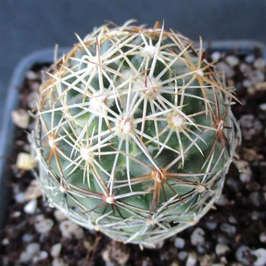 Coryphantha pseudonickelsiae