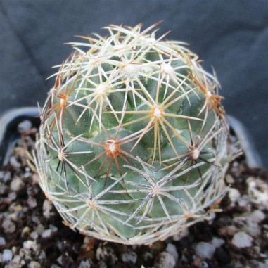 Coryphantha pseudonickelsiae