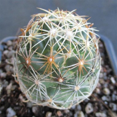 Coryphantha pseudonickelsiae