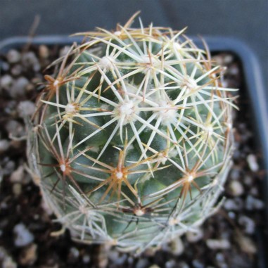 Coryphantha pseudonickelsiae