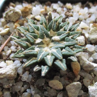 Ariocarpus kotschoubeyanus