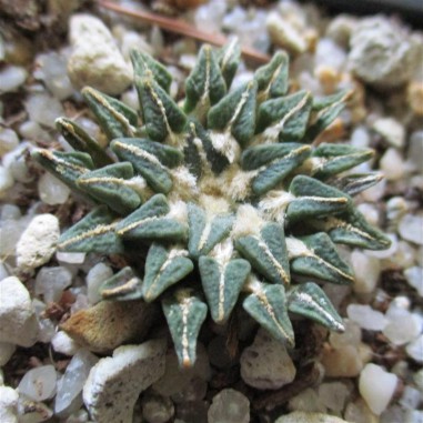 Ariocarpus kotschoubeyanus