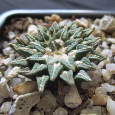 Ariocarpus kotschoubeyanus