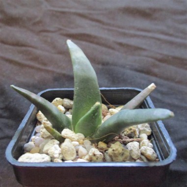 Ariocarpus retusus