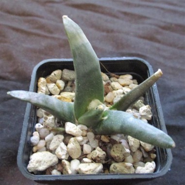 Ariocarpus retusus