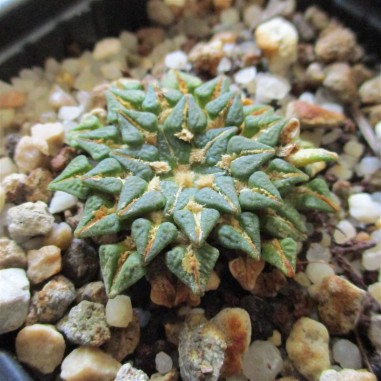 Ariocarpus kotschoubeyanus albiflorus