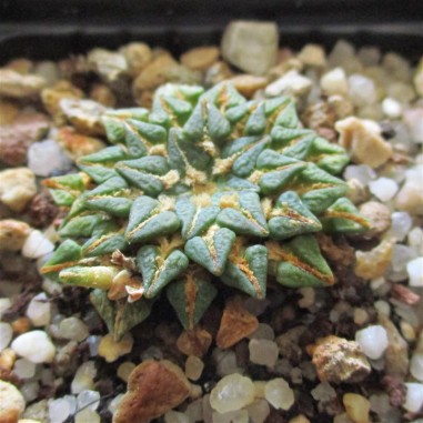 Ariocarpus kotschoubeyanus albiflorus