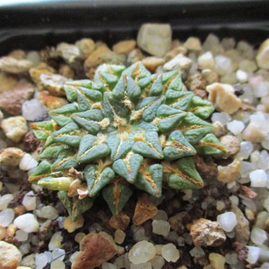 Ariocarpus kotschoubeyanus albiflorus