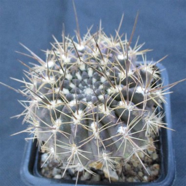 Neoporteria calderama var taltalensis