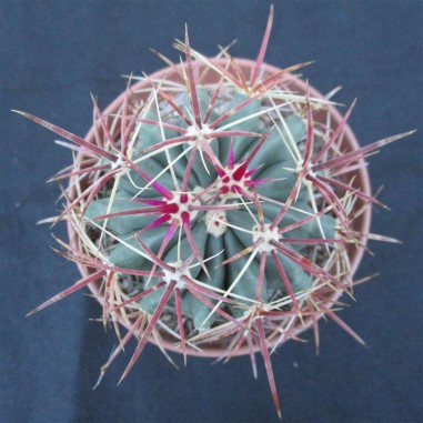 Ferocactus wislizenii subsp....