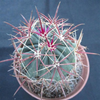 Ferocactus wislizenii subsp....