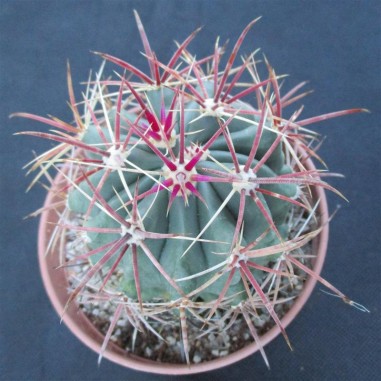 Ferocactus wislizenii subsp....