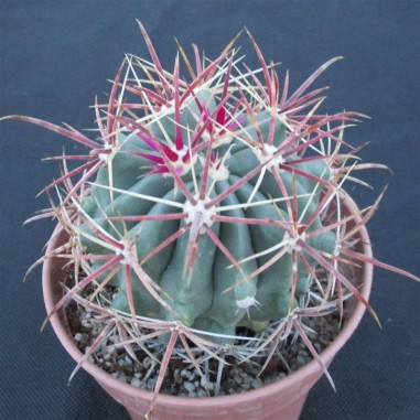 Ferocactus wislizenii subsp....