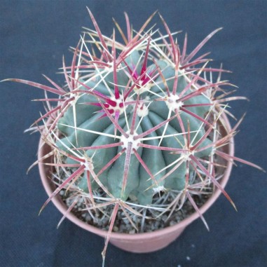 Ferocactus wislizenii subsp....