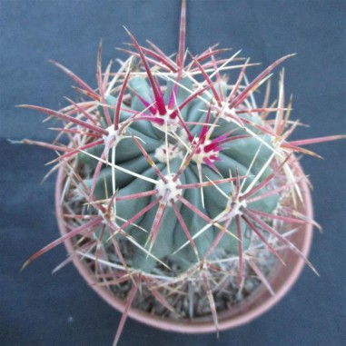 Ferocactus wislizenii subsp....