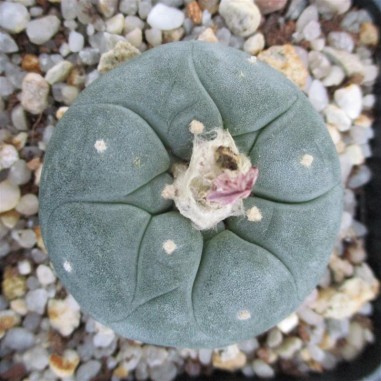 Lophophora williamsii