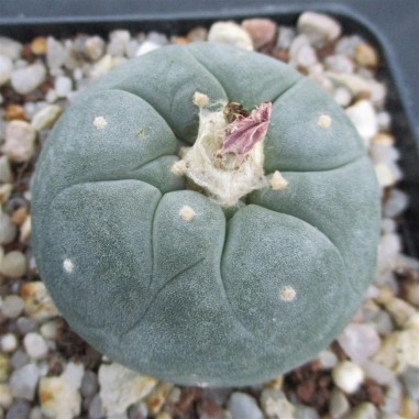 Lophophora williamsii