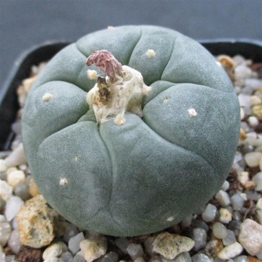 Lophophora williamsii