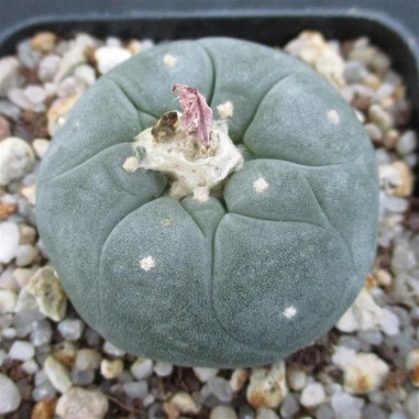 Lophophora williamsii