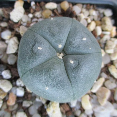 Lophophora williamsii