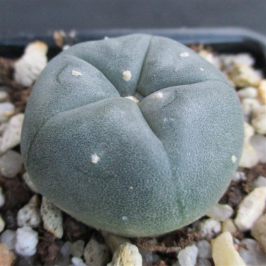 Lophophora williamsii