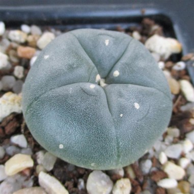 Lophophora williamsii