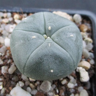 Lophophora williamsii