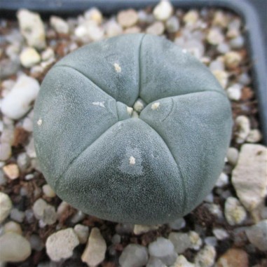 Lophophora williamsii