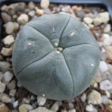 Lophophora williamsii