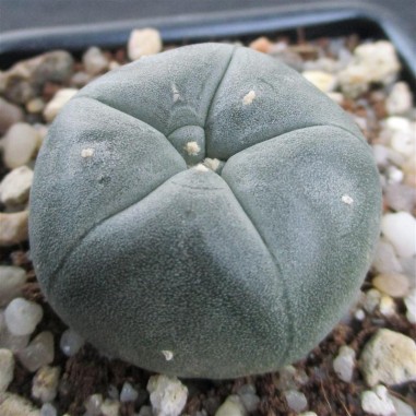 Lophophora williamsii