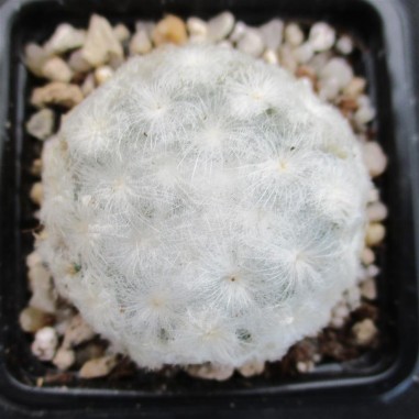 Mammillaria plumosa