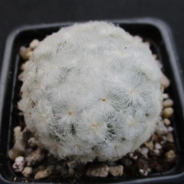 Mammillaria plumosa