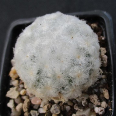 Mammillaria plumosa