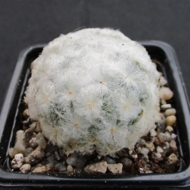 Mammillaria plumosa