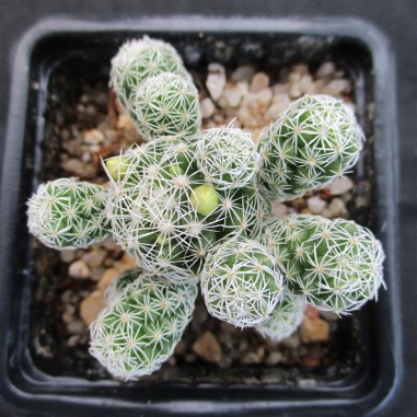 Mammillaria vetula subsp gracilis var...