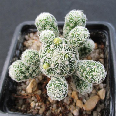 Mammillaria vetula subsp gracilis var...