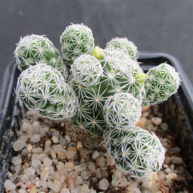 Mammillaria vetula subsp gracilis var...