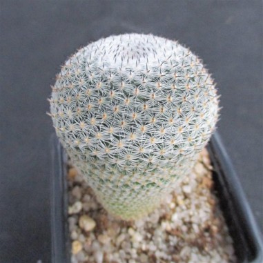 Mammillaria pseudoperbella