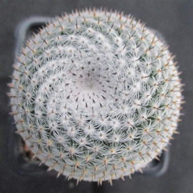 Mammillaria pseudoperbella