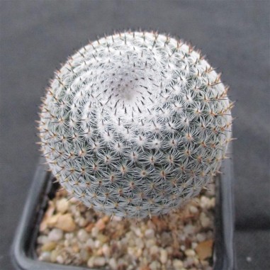 Mammillaria pseudoperbella