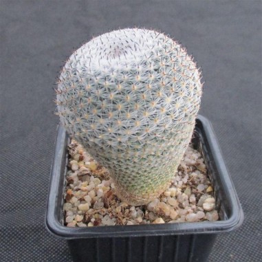 Mammillaria pseudoperbella